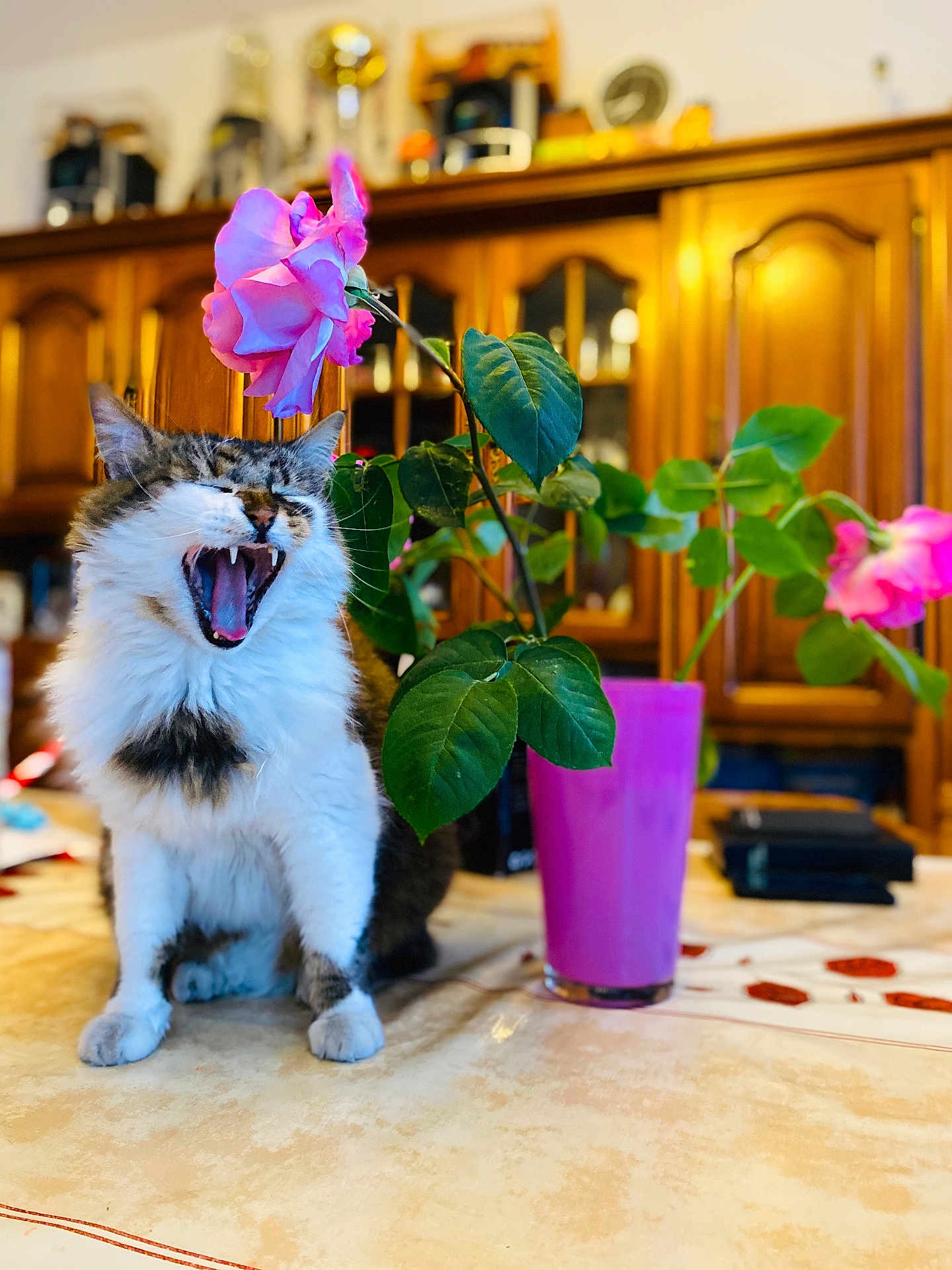 Hoxon a rejoint le concours — aidez-le/la à gagner de superbes lots ! cat, yawning, flower, rose, vase, pink, plant, table, indoor, wooden_cabinet, furniture, pet, fur, leaf, mouth_open, home, cozy, domestic, animal, cute