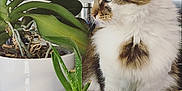 Hoxon participe au concours pour gagner de l'argent avec cette photo : cat, feline, blue_eyes, fluffy, plant, potted_plant, aloe_vera, kitchen, countertop, indoor, green, leaf, domestic_animal, pet, curious, white_pot, brown_tabby, houseplant, home, closeup