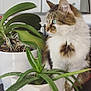 cat, feline, blue_eyes, fluffy, plant, potted_plant, aloe_vera, kitchen, countertop, indoor, green, leaf, domestic_animal, pet, curious, white_pot, brown_tabby, houseplant, home, closeup