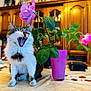 Hoxon participe au concours pour gagner de l'argent avec cette photo : cat, yawning, flower, rose, vase, pink, plant, table, indoor, wooden_cabinet, furniture, pet, fur, leaf, mouth_open, home, cozy, domestic, animal, cute