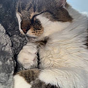 Hoxon participe au concours pour gagner de l'argent avec cette photo : animal, blanket, cat, close_up, companion, cozy, cute, fur, indoor, natural_light, paw, peaceful, pet, relaxing, resting, sleeping, soft_texture, tabby, whiskers, white_fur