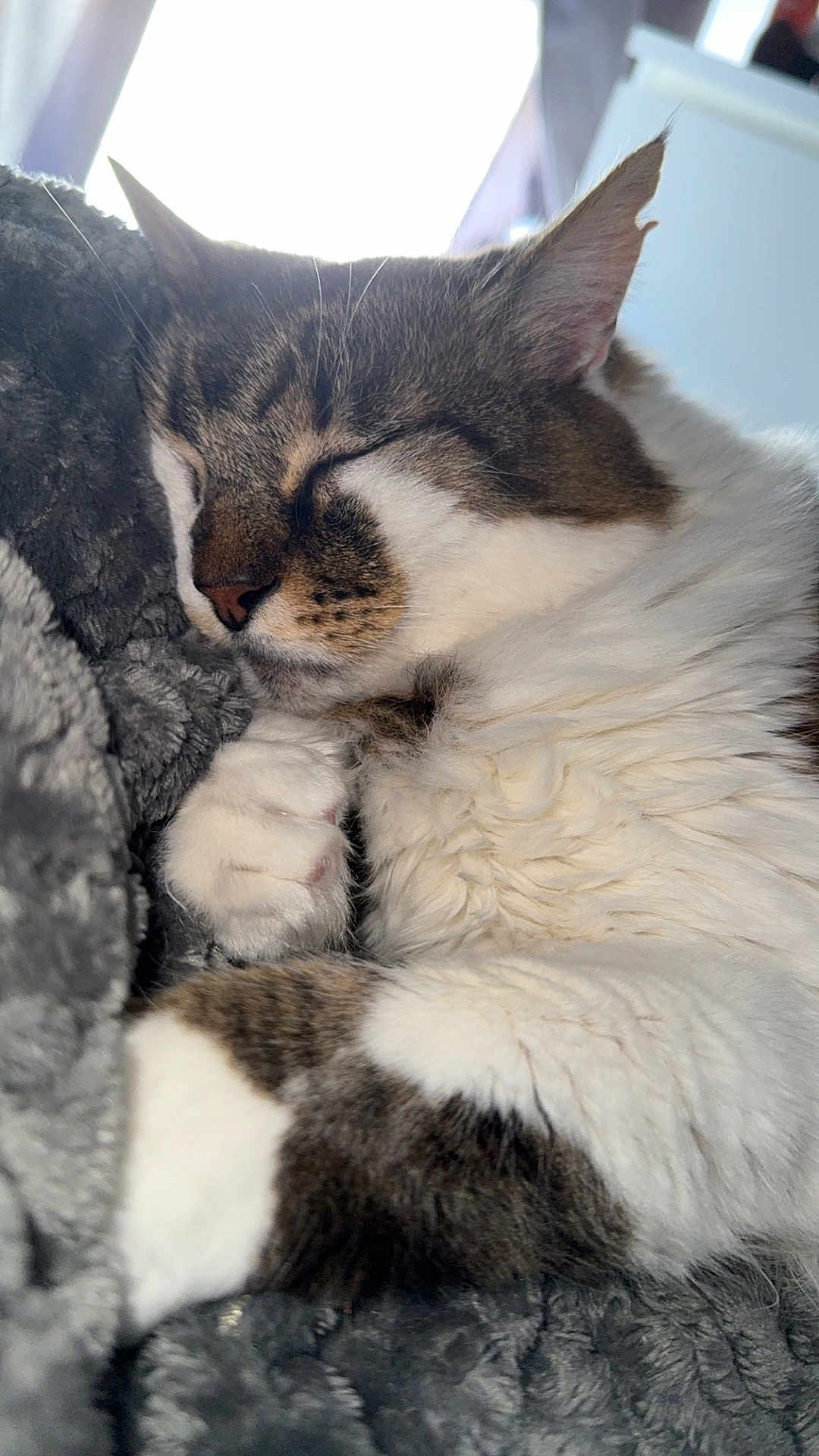 Hoxon participe au concours pour gagner de l'argent avec cette photo : animal, blanket, cat, close_up, companion, cozy, cute, fur, indoor, natural_light, paw, peaceful, pet, relaxing, resting, sleeping, soft_texture, tabby, whiskers, white_fur