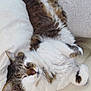 Hoxon participe au concours pour gagner de l'argent avec cette photo : cat, fluffy, sleeping, relaxed, couch, pillow, knitted_blanket, indoor, pet, fur, whiskers, paw, cozy, comfortable, resting, tabby, white_fur, brown_fur, home, animal