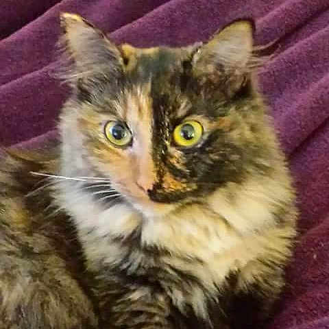 June a rejoint le concours — aidez-le/la à gagner de superbes lots ! aegean_cat, american_bobtail, american_curl, asian_semi_longhair, carnivore, cat, domestic_long_haired_cat, domestic_short_haired_cat, european_shorthair, eye, felidae, kitten, mammal, norwegian_forest_cat, siberian, small_to_medium_sized_cats, tabby_cat, vertebrate, whiskers, wild_cat