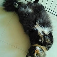 June participe au concours pour gagner de l'argent avec cette photo : canidae, carnivore, cat, dog_breed, domestic_long_haired_cat, ear, felidae, fur, kitten, small_to_medium_sized_cats, tail