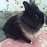 Choupi participe au concours pour gagner de l'argent avec cette photo : angora_rabbit, domestic_rabbit, ear, fawn, rabbit, rabbits_and_hares, skin, snout, tail, whiskers