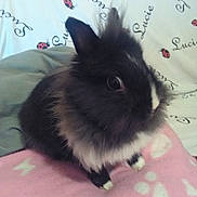 Choupi participe au concours pour gagner de l'argent avec cette photo : domestic_rabbit, ear, fawn, hare, rabbit, rabbits_and_hares, skin, snout, whiskers