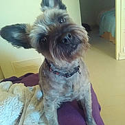 Happy a rejoint le concours — aidez-le/la à gagner de superbes lots ! cairn_terrier, canidae, carnivore, companion_dog, dog, dog_breed, ear, fawn, liver, mammal, puppy, shih_tzu, snout, sporting_group, terrier, toy_dog, vertebrate, yorkshire_terrier