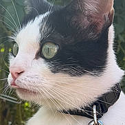 Lemmy a rejoint le concours — aidez-le/la à gagner de superbes lots ! cat, tuxedo_cat, black_and_white, green_eyes, whiskers, collar, leash, pet, animal, portrait, close_up, outdoor, garden, foliage, fur, ears, nose, standing, alert, cute