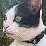 cat, tuxedo_cat, black_and_white, green_eyes, whiskers, collar, leash, pet, animal, portrait, close_up, outdoor, garden, foliage, fur, ears, nose, standing, alert, cute