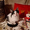 Lemmy participe au concours pour gagner de l'argent avec cette photo : abyssinian, angora, animal, applique, blanket, cat, cushion, document, homedecor, kitten, manx, pattern, pet, plush, quilt, receipt, text, toy