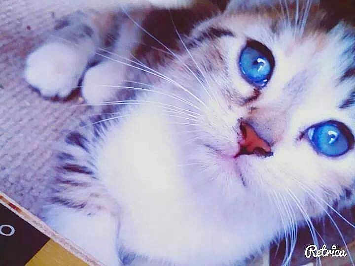 Craquotte