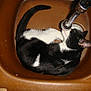 Chipie participe au concours pour gagner de l'argent avec cette photo :