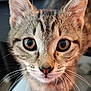 animal, cat, close_up, curious, cute, ears, eyes, face, feline, fur, indoor, kitten, looking, mammal, nose, pet, portrait, tabby, whiskers, young