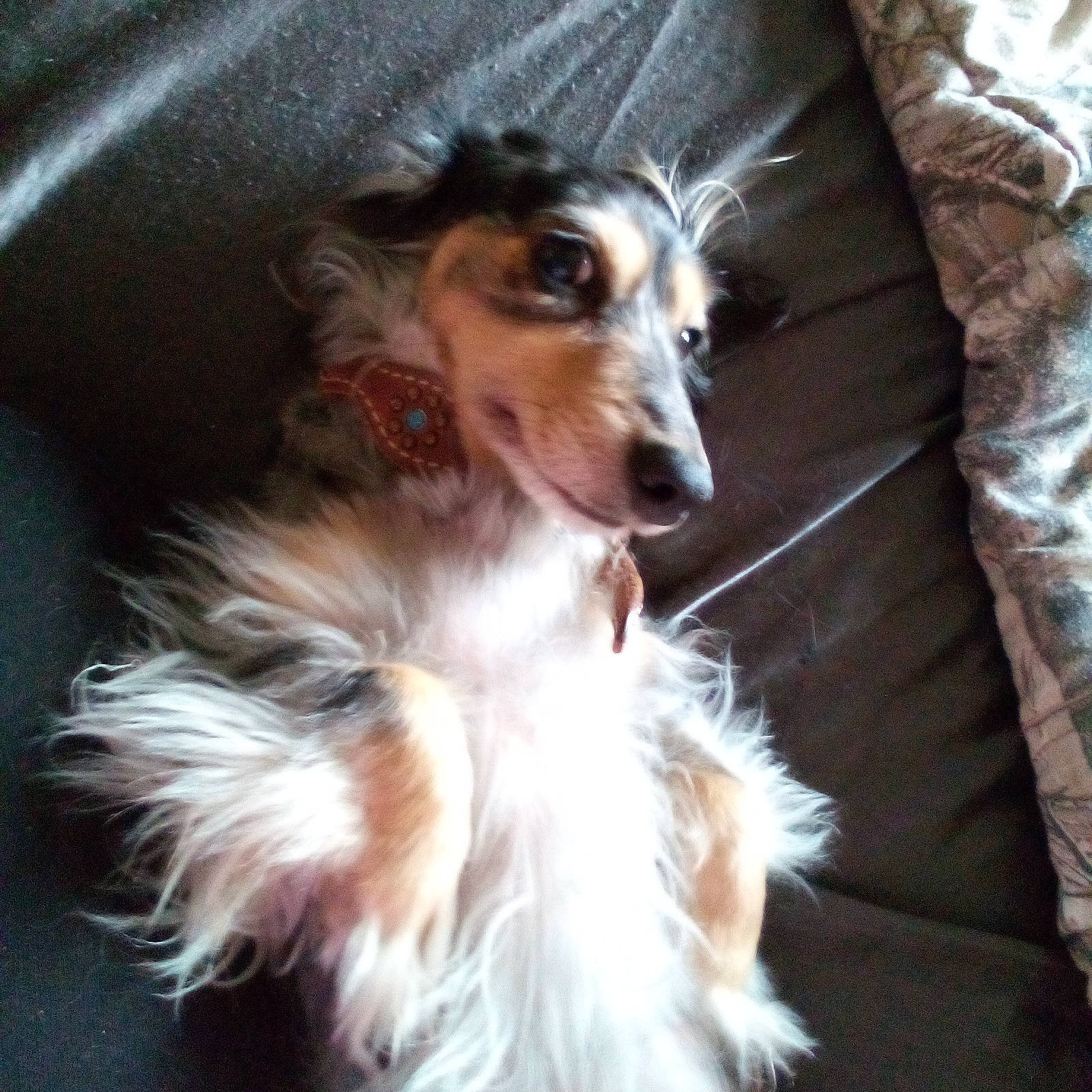 Cloe joined the competition — help win amazing prizes! canidae, carnivore, companion_dog, dog, dog_breed, fashion_accessory, fawn, fur, herding_dog, linens, liver, pillow, rough_collie, shetland_sheepdog, snout, sporting_group, toy_dog, whiskers, working_animal, working_dog