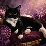 cat, tuxedo_cat, pet, animal, flower, purple, ribbon, award, best_in_show, cushion, plush, relaxing, portrait, yellow_eyes, whiskers, pink_paw, collar, bell, indoor, decor