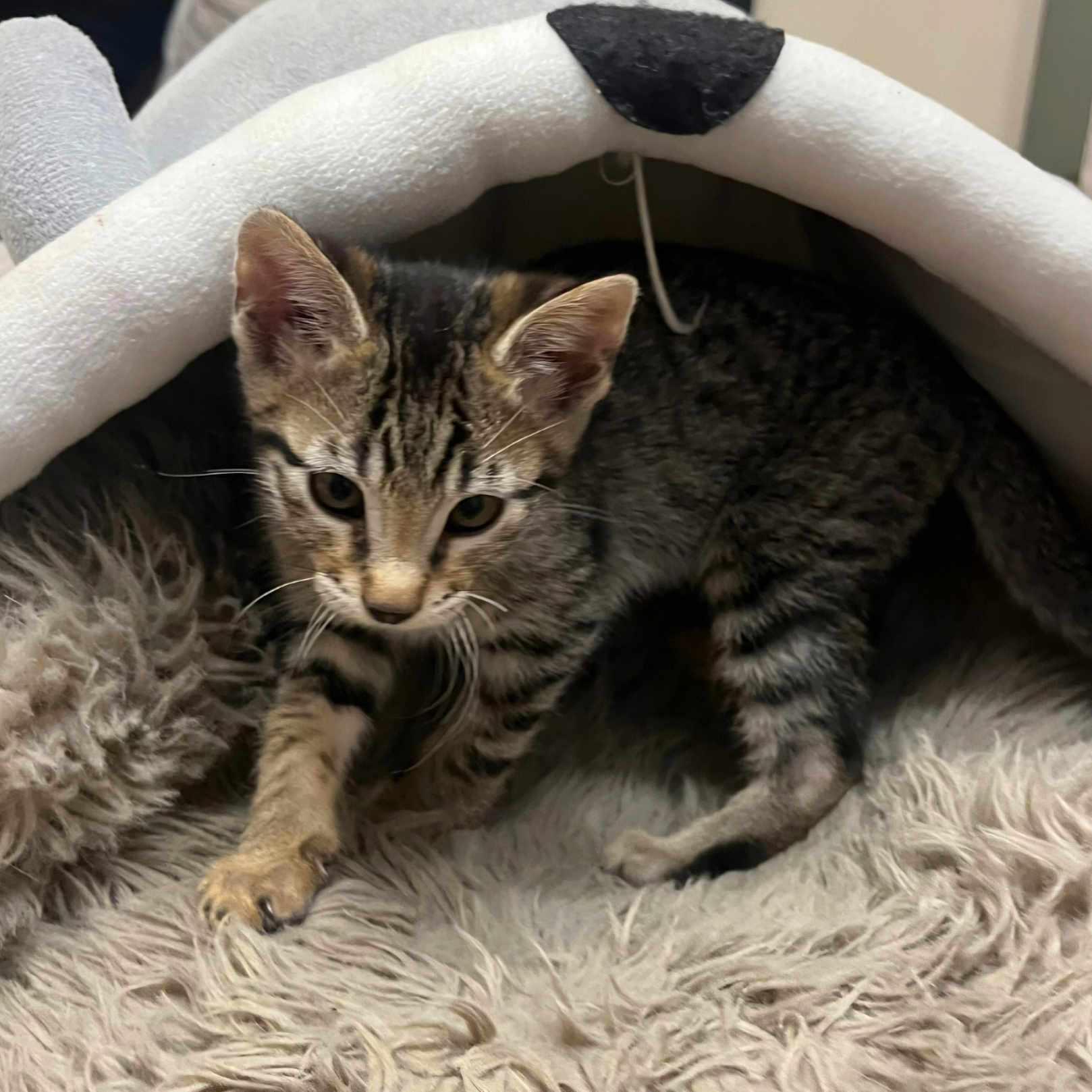 Yuki participe au concours pour gagner de l'argent avec cette photo : abyssinian, animal, blanket, cat, couch, cushion, egyptiancat, furniture, homedecor, kitten, manx, ocelot, person, pet, sleeping