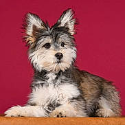 Yuki participe au concours pour gagner de l'argent avec cette photo : dog, puppy, fluffy, long_ears, small_breed, wire-haired, tricolor, portrait, studio, magenta_background, wooden_surface, sitting, looking_at_camera, alert, cute, companion_animal, fur, paws, pet_photography, centered_composition