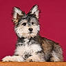 dog, puppy, fluffy, long_ears, small_breed, wire-haired, tricolor, portrait, studio, magenta_background, wooden_surface, sitting, looking_at_camera, alert, cute, companion_animal, fur, paws, pet_photography, centered_composition