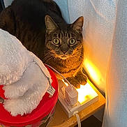 Kitty is registered to the contest to win money with this photo: abyssinian, animal, blanket, candle, canine, cat, dog, dogbed, fire, furniture, hardwood, indoors, kitten, manx, person, pet, sleeping, stainedwood, towel, wood