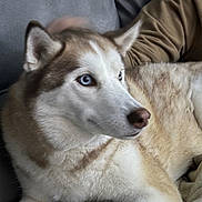 Khali joined the competition — help win amazing prizes! animal, blanket, blue_eyes, brown, canine, close_up, companion, couch, dog, domestic, fur, husky, indoor, person_arm, pet, portrait, relaxed, resting, side_view, white