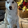 Khali is registered to the contest to win money with this photo: animal, basket, blue_eyes, carpet, christmas_tree, couch, decorations, dog, festive, fur, holiday, home, husky, indoor, lighting, ornaments, person, pet, red_bow, sitting