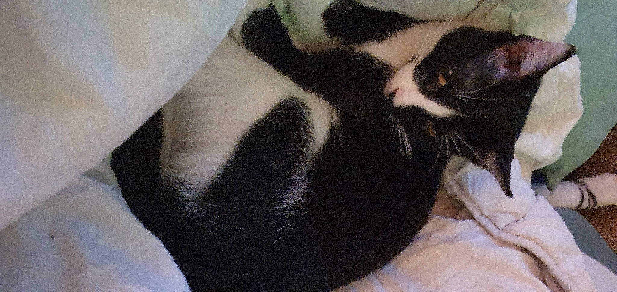 Sparrow a rejoint le concours — aidez-le/la à gagner de superbes lots ! carnivore, cat, cat_bed, cat_supply, claw, comfort, domestic_short_haired_cat, felidae, fur, nap, paw, small_to_medium_sized_cats, snout, tail, terrestrial_animal, whiskers