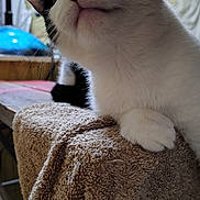 Moocow is registered to the contest to win money with this photo: cat, black_and_white, close_up, paw, whiskers, curious, towel, indoor, texture, feline, pet, animal, fur, resting, soft_light, blurred_background, domestic, cute, portrait, mammal