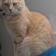 Tiger is registered to the contest to win money with this photo: cat, ginger_cat, feline, pet, animal, indoor, table, curious, fur, whiskers, ears, paws, orange, domestic_cat, closeup, sitting, looking, cute, portrait, furry