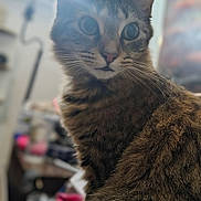 Babyjade is registered to the contest to win money with this photo: cat, tabby, animal, pet, feline, whiskers, fur, indoor, closeup, curious, ears, eyes, sitting, domestic, cute, portrait, mammal, furniture, blurred_background, home