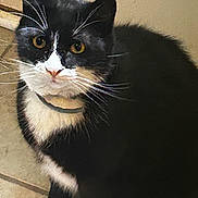 Sushi joined the competition — help win amazing prizes! cat, black_and_white, whiskers, yellow_eyes, feline, pet, indoor, sitting, fur, curious, close_up, animal, mammal, floor, tile, domestic, cute, portrait, face, paw