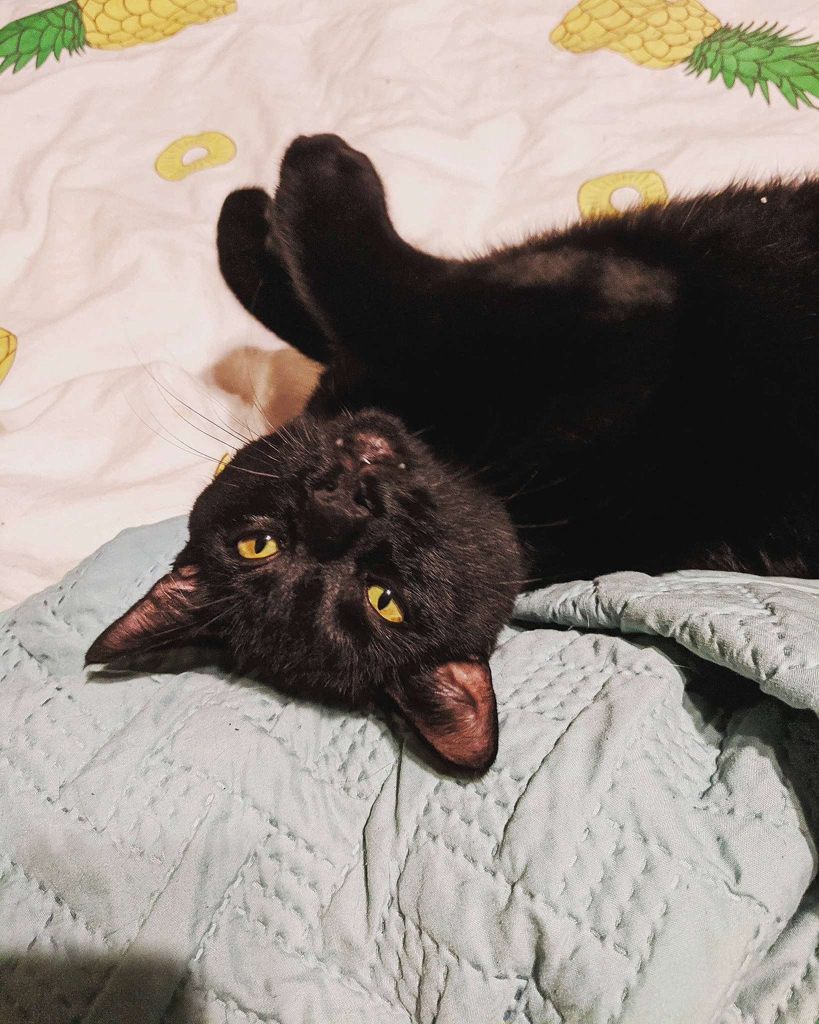 Pitch joined the competition — help win amazing prizes! black, black_cat, bombay, carnivore, cat, felidae, fur, havana_brown, small_to_medium_sized_cats, whiskers