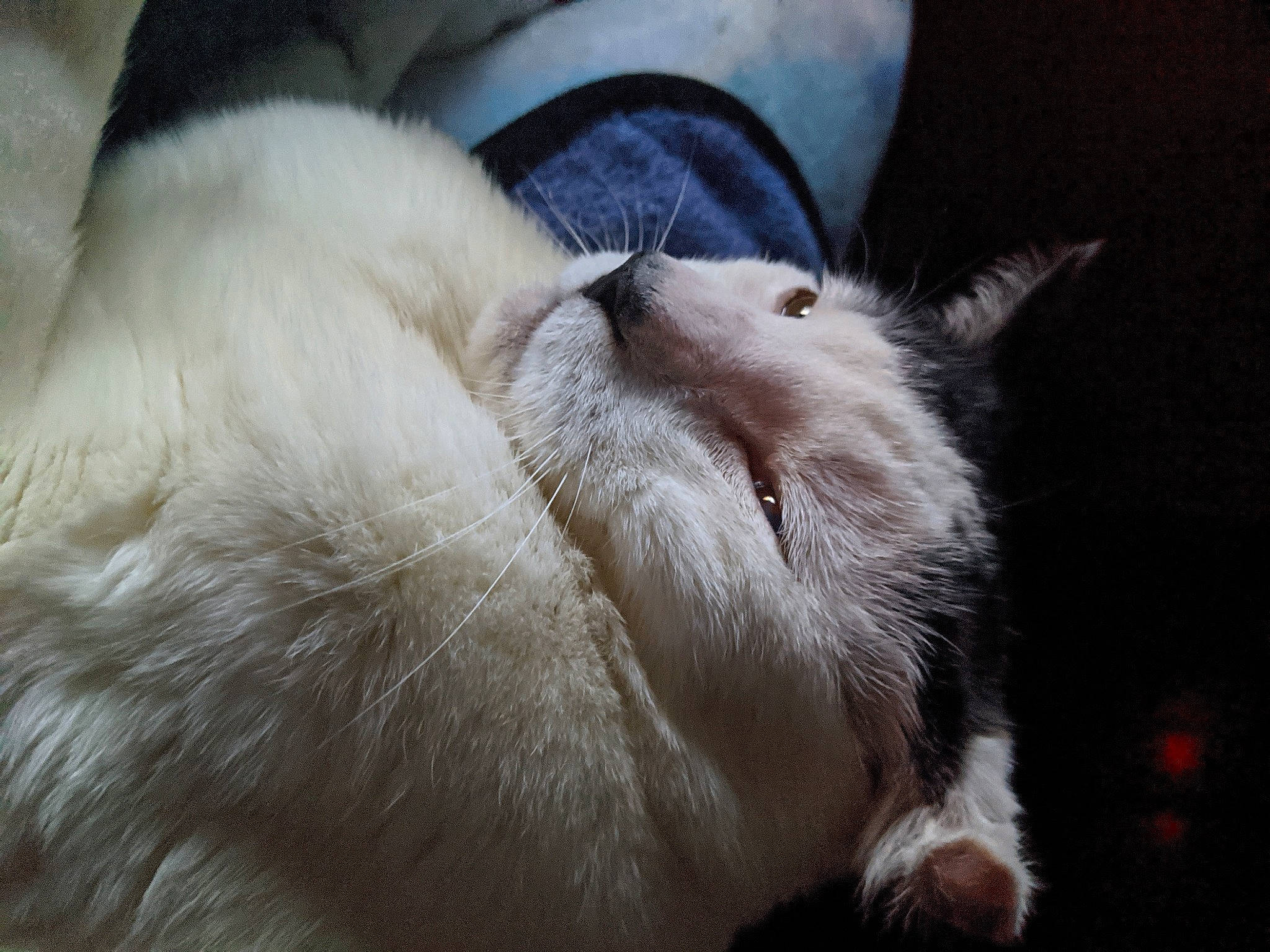 Yennefer is registered to the contest to win money with this photo: asian, balinese, burmilla, carnivore, cat, claw, colorpoint_shorthair, ear, eye, felidae, fur, javanese, khao_manee, nap, nose, ragdoll, small_to_medium_sized_cats, snout, turkish_angora, whiskers