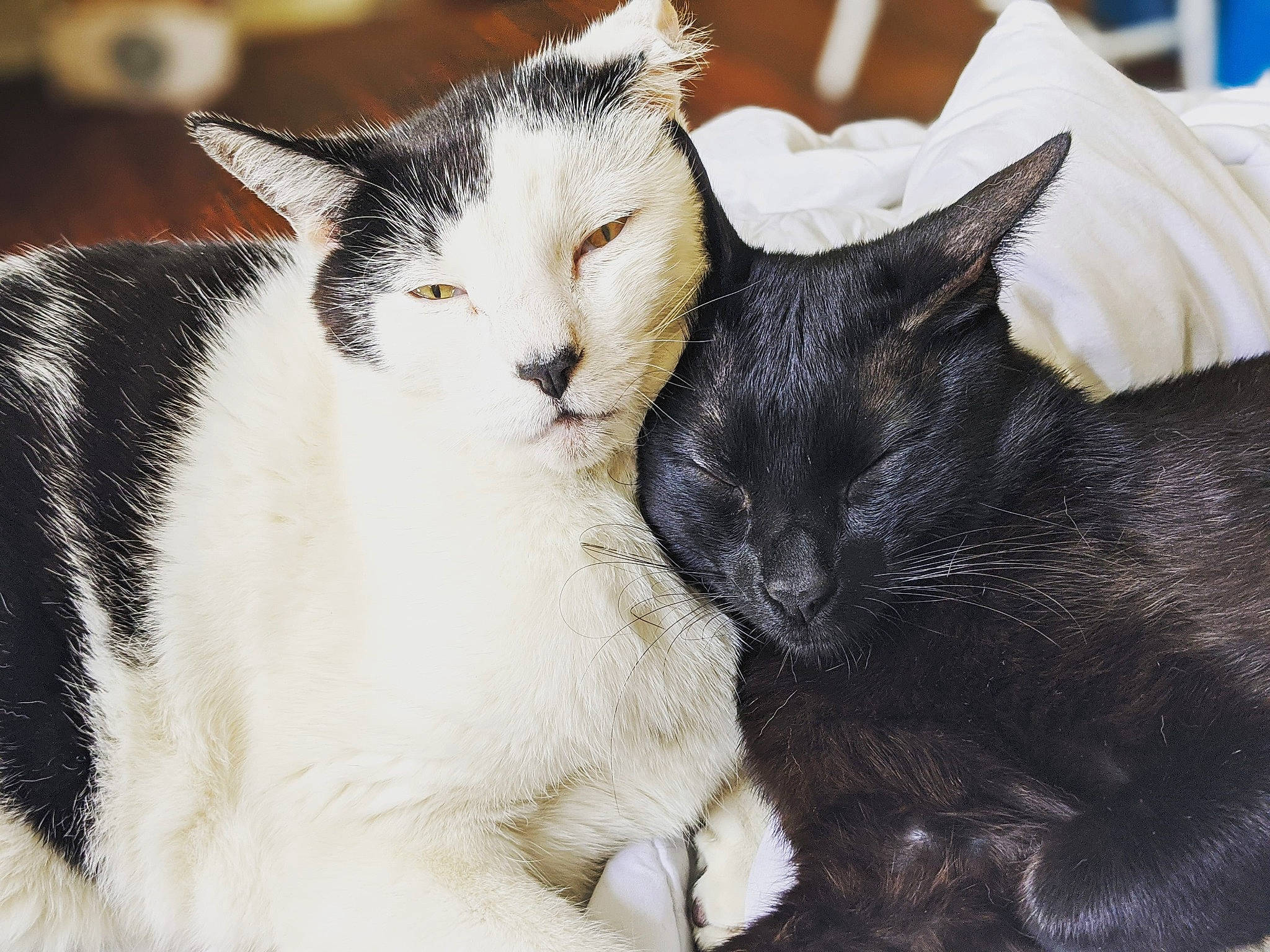 Yennefer is registered to the contest to win money with this photo: asian, black_and_white, black_cat, carnivore, cat, domestic_short_haired_cat, ear, european_shorthair, felidae, fur, kitten, mammal, polydactyl_cat, small_to_medium_sized_cats, snout, tail, whiskers