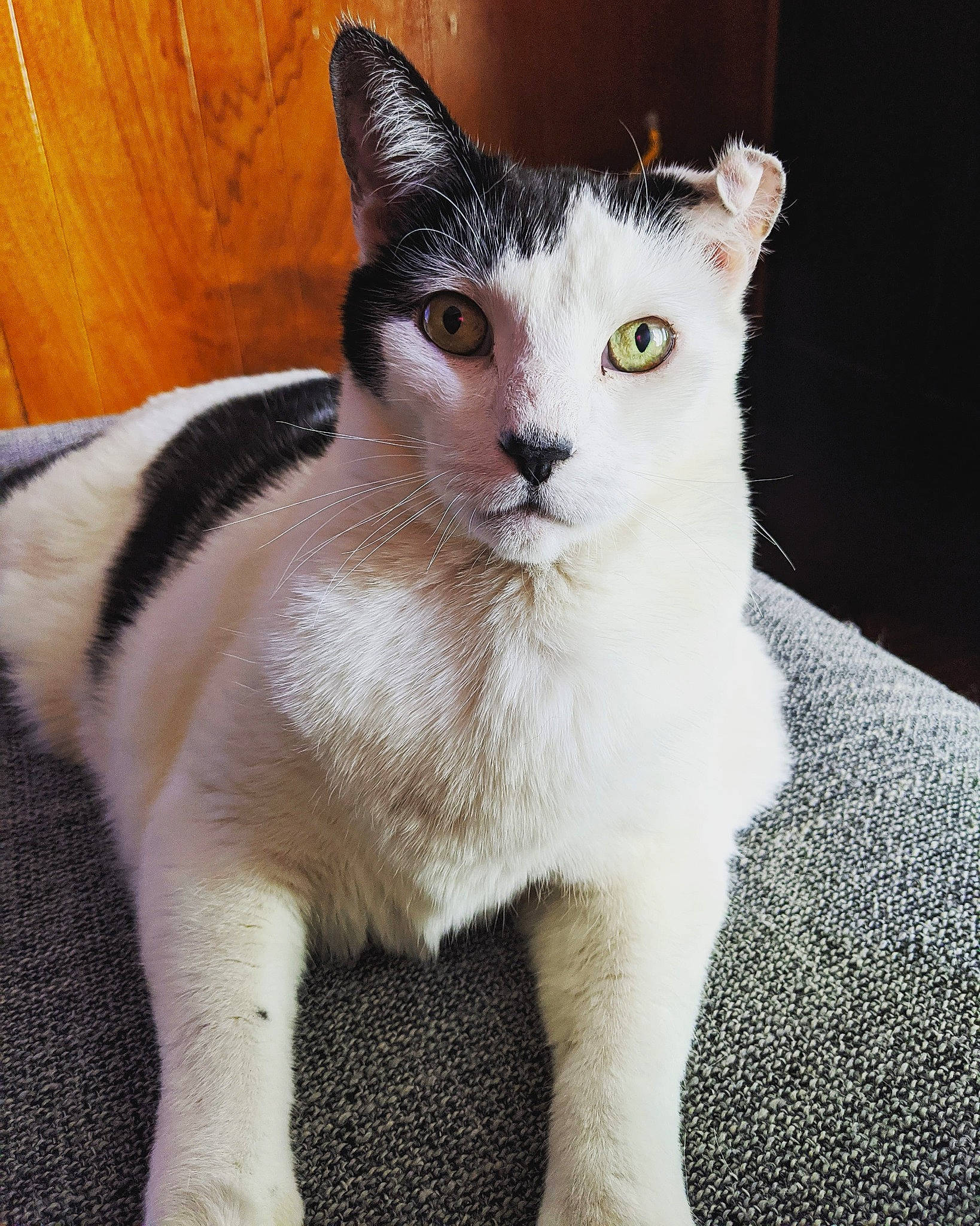 Yennefer is registered to the contest to win money with this photo: aegean_cat, american_wirehair, asian, carnivore, cat, domestic_short_haired_cat, eye, felidae, fur, german_rex, japanese_bobtail, javanese, mammal, small_to_medium_sized_cats, tail, vertebrate, whiskers