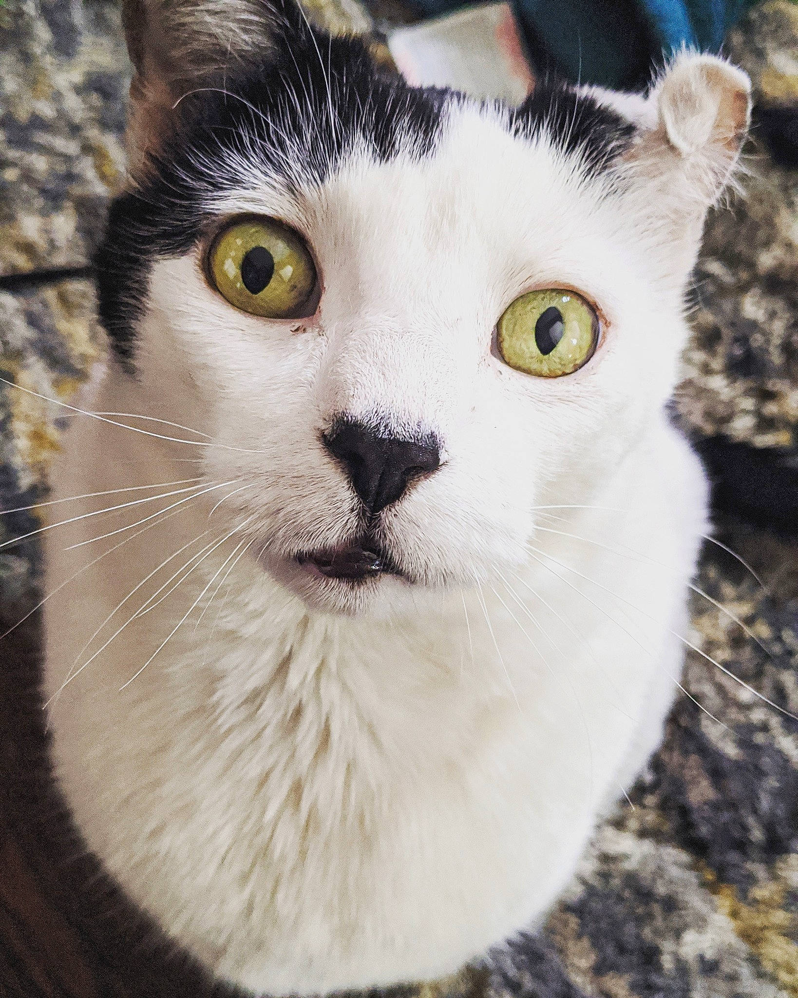 Yennefer is registered to the contest to win money with this photo: aegean_cat, american_curl, american_wirehair, asian, carnivore, cat, close_up, domestic_short_haired_cat, ear, european_shorthair, eye, felidae, fur, mammal, nose, organ, small_to_medium_sized_cats, snout, tabby_cat, whiskers