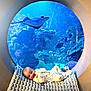 baby, aquarium, stingray, fish, blanket, circular_window, water, marine_life, blue, smile, infant, cute, underwater, relaxing, child, animal, sea_creature, knit, portrait, indoor