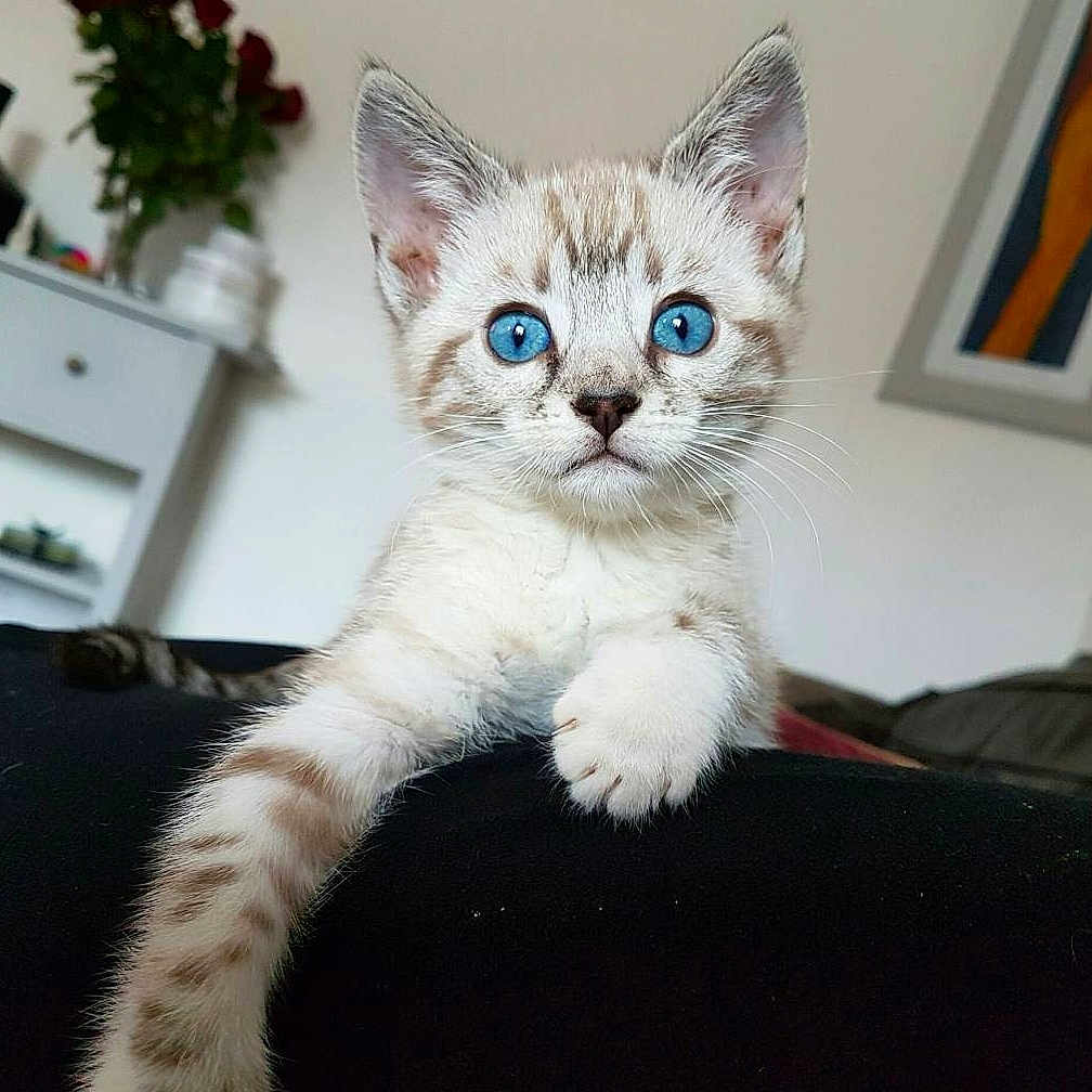 Luna is registered to the contest to win money with this photo: animal, blue_eyes, cat, close_up, curious, cute, domestic_cat, face, fur, furniture, home, indoor, kitten, paw, pet, plant, portrait, tabby, whiskers, young