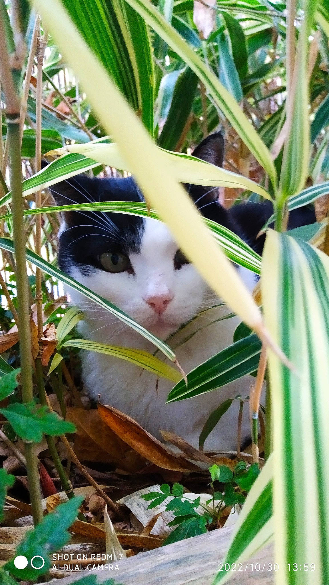 Félix participe au concours pour gagner de l'argent avec cette photo : carnivore, cat, close_up, felidae, fur, grass, jungle, natural_material, nature, plant, plant_stem, small_to_medium_sized_cats, snout, terrestrial_animal, terrestrial_plant, twig, vegetation, whiskers, wood