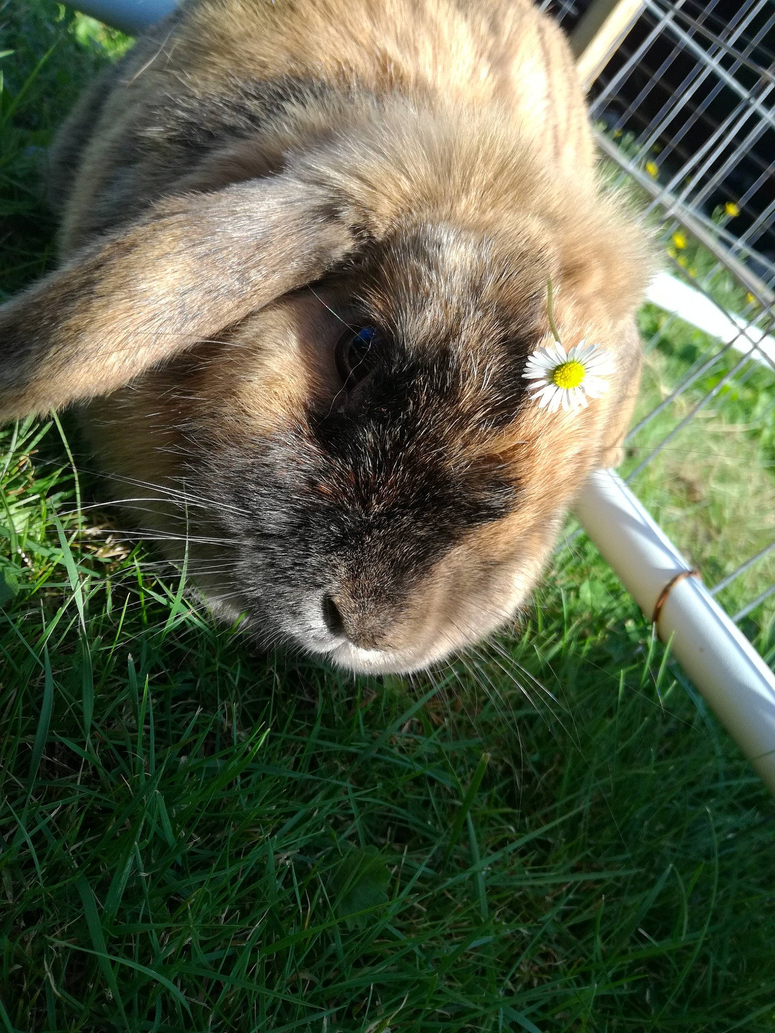 Louna participe au concours pour gagner de l'argent avec cette photo : domestic_rabbit, ear, fawn, grass, guinea_pig, plant, rabbit, rabbits_and_hares, rodent, snout