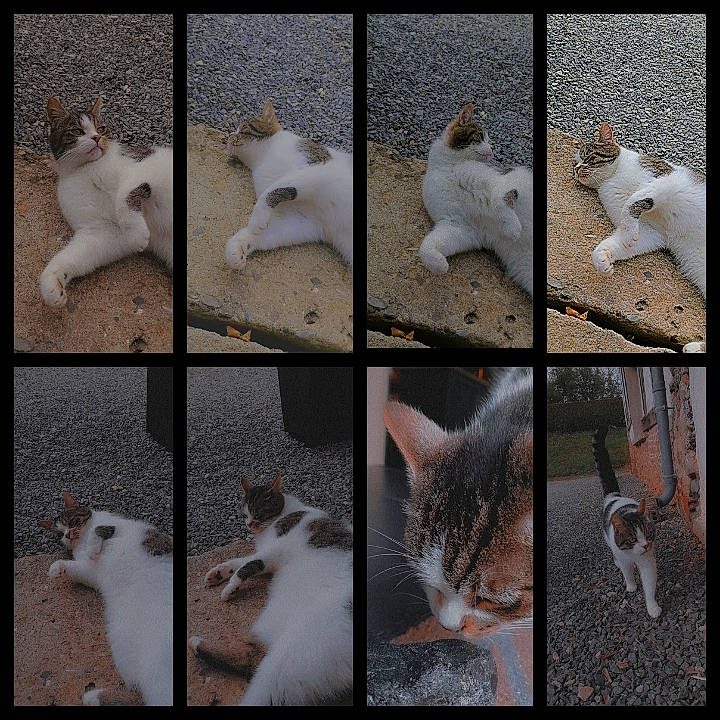 Ava a rejoint le concours — aidez-le/la à gagner de superbes lots ! art, carnivore, cat, collage, domestic_short_haired_cat, felidae, fur, organism, pattern, paw, photo_caption, photograph, plant, rectangle, small_to_medium_sized_cats, snapshot, snout, tail, whiskers, white