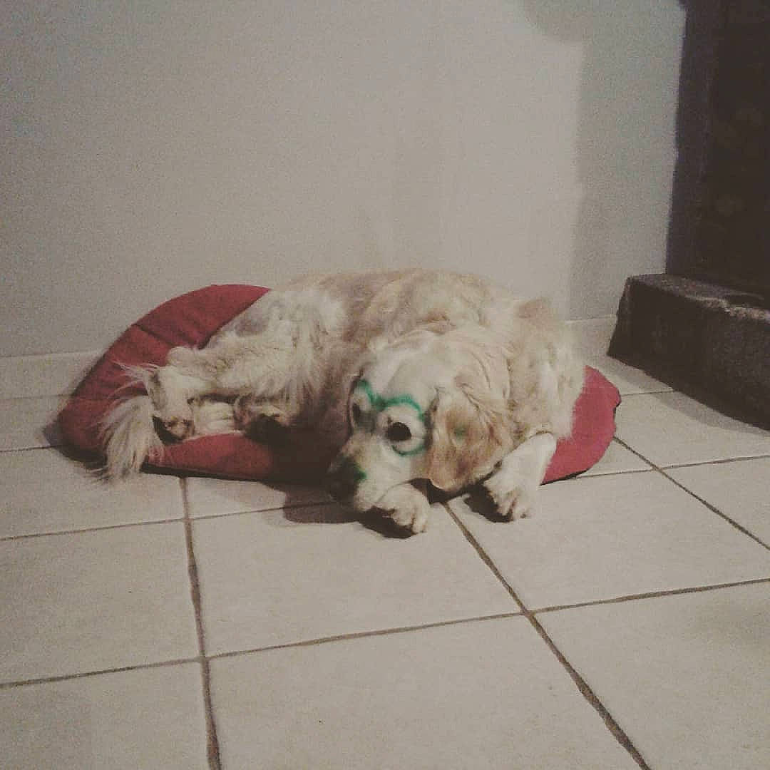 Héva a rejoint le concours — aidez-le/la à gagner de superbes lots ! canidae, carnivore, comfort, companion_dog, couch, dog, dog_breed, dog_supply, fawn, flooring, fur, labradoodle, mammal, retriever, small_terrier, snout, sporting_group, terrier, toy_dog, working_animal