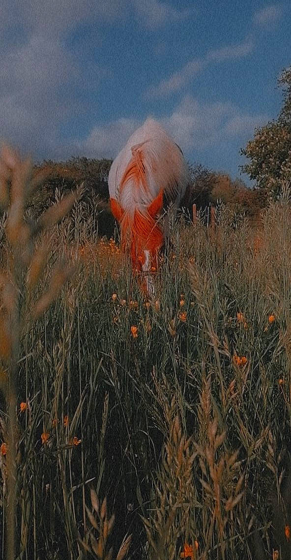 Heva a rejoint le concours — aidez-le/la à gagner de superbes lots ! art, cloud, evening, field, flower, flowering_plant, grass, grassland, landscape, mountain, natural_landscape, people_in_nature, petal, plant, prairie, shrubland, sky, soil, steppe, wildflower