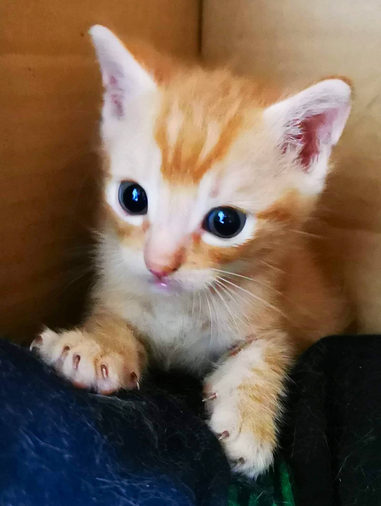 Ramsès participe au concours pour gagner de l'argent avec cette photo : american_wirehair, asian, carnivore, cat, domestic_short_haired_cat, european_shorthair, eye, felidae, german_rex, iris, kitten, mammal, nose, ojos_azules, polydactyl_cat, small_to_medium_sized_cats, snout, turkish_van, vertebrate, whiskers