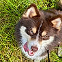 Ulcky participe au concours pour gagner de l'argent avec cette photo : animal, brown, canine, cute, daylight, dog, ears, fur, grass, happy, leash, muzzle, nature, outdoor, pet, playful, summer, tongue, tongue_out, white