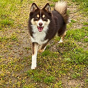 Ulcky a rejoint le concours — aidez-le/la à gagner de superbes lots ! animal, brown, canine, daytime, dog, ears, face, fluffy, grass, grassland, happy, nature, outdoor, playful, puppy, smiling, tail, trail, walking, white