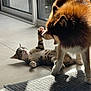 Ulcky a rejoint le concours — aidez-le/la à gagner de superbes lots ! alert, animal_interaction, cat, dog, domestic_animals, expressive, fluffy_dog, fur, indoor, mouth_open, paw, pet, play_fight, playful, shadow, sunlight, surprised, tabby_cat, tile_floor, window