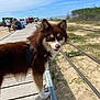 animal, beach, blue_sky, boardwalk, clouds, curious, daylight, dog, grass, harness, leisure, nature, outdoor, people, pet, sand, summer, sunny, train, walking