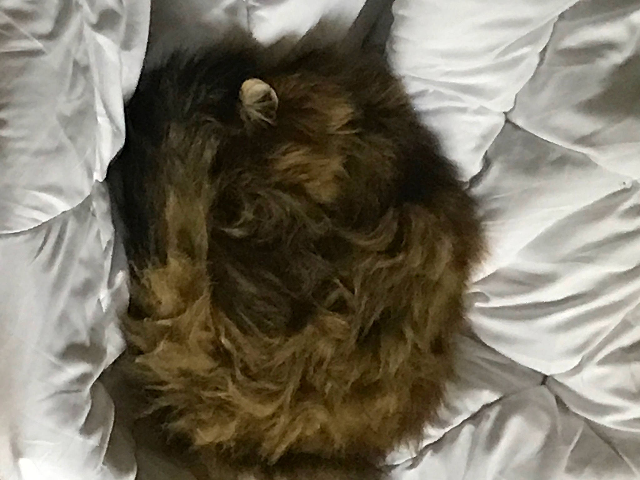 Hézia a rejoint le concours — aidez-le/la à gagner de superbes lots ! bed, bedding, canidae, carnivore, comfort, companion_dog, dog, dog_breed, felidae, fur, hair_coloring, linens, liver, room, selfie, sleeve, snout, sporting_group, toy_dog, working_animal