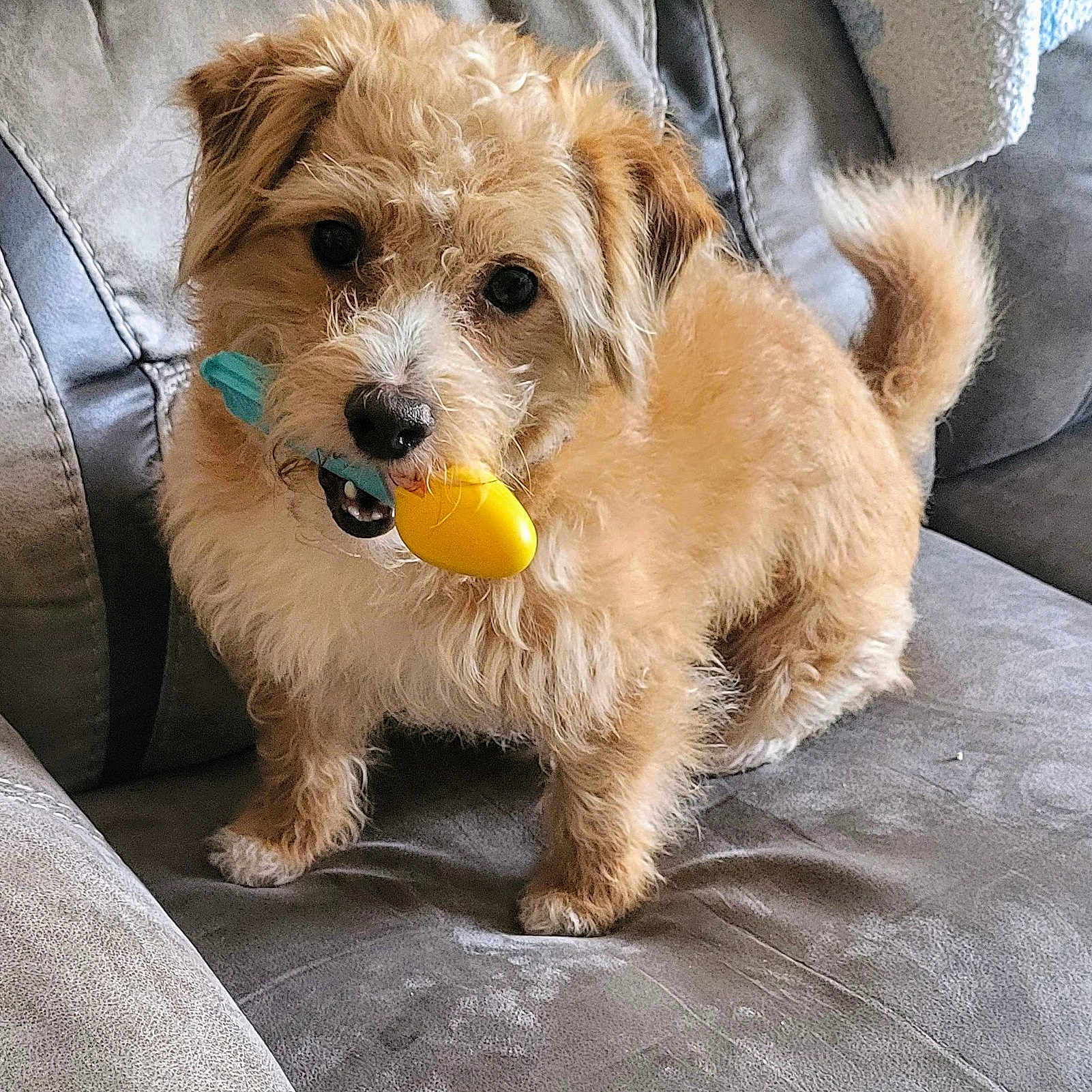 Toby joined the competition — help win amazing prizes! animal, brown, canine, couch, cute, dog, domestic_animal, fluffy, four_legs, fur, furniture, indoor, looking, mouth, pet, playful, small_dog, tail, toy, young